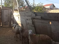 Qoç, Qoyunlar — foto 3