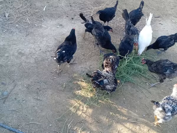 Chickens