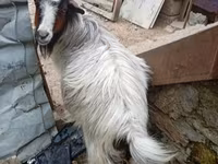 عنزة, الماعز — الصورة 1