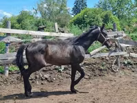 घोड़ा, Hungarian horse breed — फ़ोटो 7