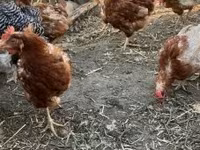 Chickens — फ़ोटो 2