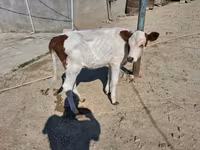 Vaca, Simmental cattle — foto 1