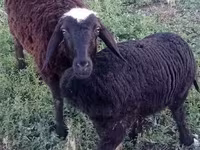 Sheep (batch, sex not specified), Sheep — photo 4