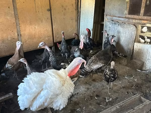 Turkeys
