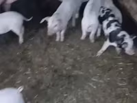 Eber, Schweine — Foto 3