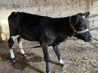 Sigir, Qoramol — 2-rasm