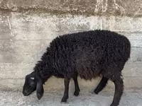 Qoç, Qoyunlar — foto 2