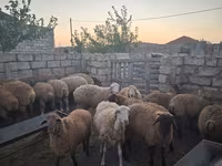 Sheep, Sheep — photo 8