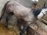 Horse (M), Horses — photo 3