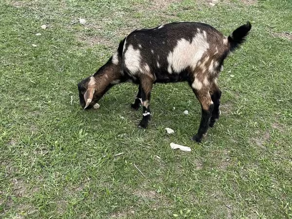 Goat, Nubian Goat