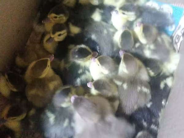 Ducks — Azerbaijan