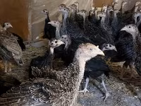Guinea fowl — photo 2