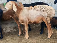 Qoyun, Arashan sheep — foto 3