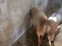 母羊, Rhon sheep — 照片 6