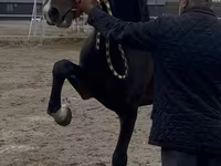 Koń, Orlov Trotter — zdjęcie 3