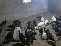 Turkeys — foto 3