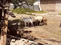 Kozel, Alpine goat — foto 6