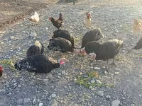 Turkeys — photo 4
