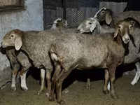 Qoʻy, Arashan sheep — 4-rasm