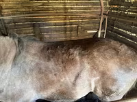 Caballos (lote, sexo no especificado), Caballos — foto 5