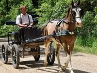 公马, Pinto horses — 照片 5