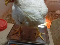 Chickens — Foto 3