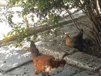 Japanese Bantam — photo 5