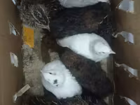 Quails — photo 2