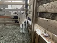 Billy Goat, Goats — photo 1