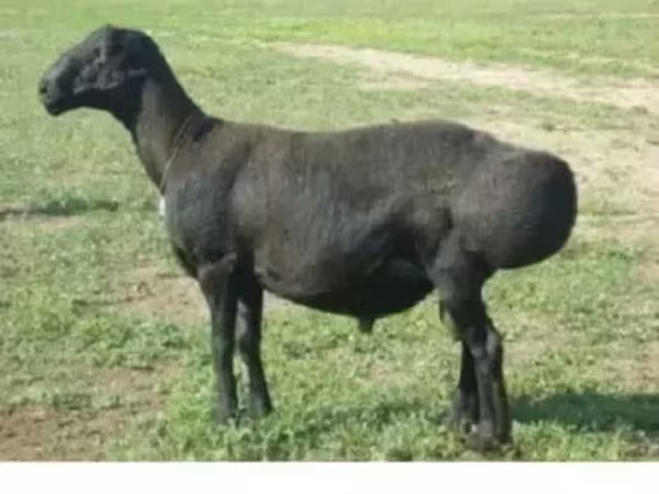 Schaf, Edilbay sheep