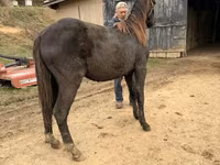 घोड़ा, Black Sea breed — फ़ोटो 6