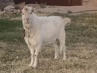 Billy Goat, Russian White goat — photo 1