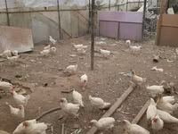 Chickens — Foto 1