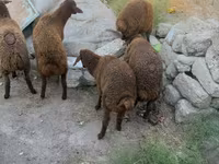 Sheep, Sheep — photo 6