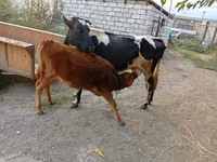 Cow, Simmental cattle — photo 3