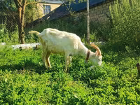 Goat, Saanen goat — photo 8