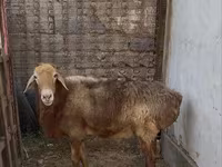 Beran, Edilbay sheep — foto 1