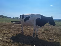 Kuh, Simmental cattle — Foto 3
