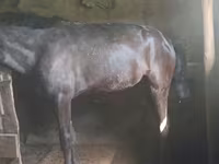 Mare, Horses — photo 2