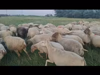 نعجة, الأغنام — الصورة 4