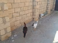 Chickens — foto 5