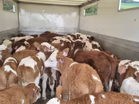 牛只（批次，未指定性别）, Simmental cattle — 照片 2