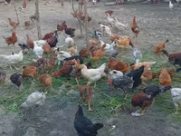 Chickens — photo 3