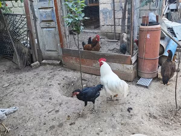 Chickens — Azerbaijan