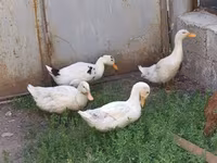 Ducks — Foto 2
