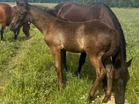 At, Quarter Horse — foto 2