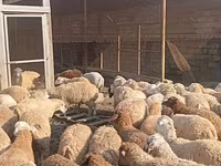 Quzu kəsimi və təmizlənmiş ət - Yerli təsərrüfatda yetişdirilən — الصورة 3