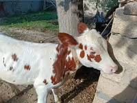 Cow, Simmental cattle — photo 7