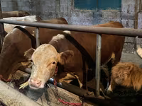 Bull, Latvian Blue cattle — photo 7