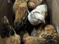 Chickens — الصورة 2